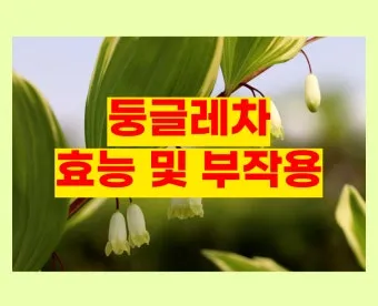 둥글레차 효과 건강에 좋은 차 효능 정리_9