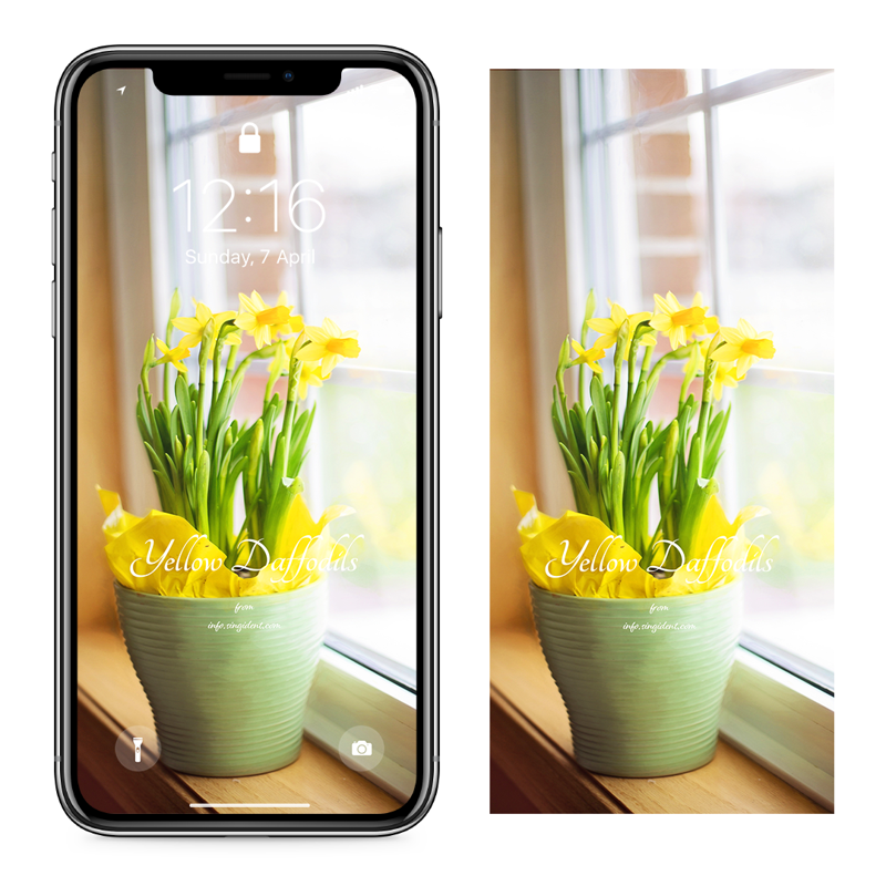 02 창가에 수선화 C - Yellow Daffodils 아이폰봄배경화면