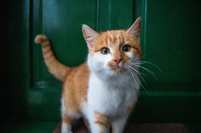 고양이 사진