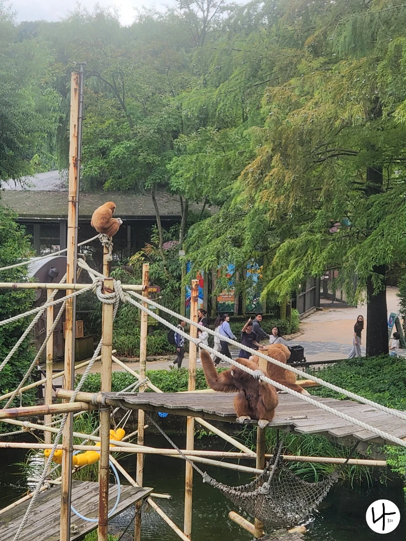 나무-위-흰손긴팔원숭이들