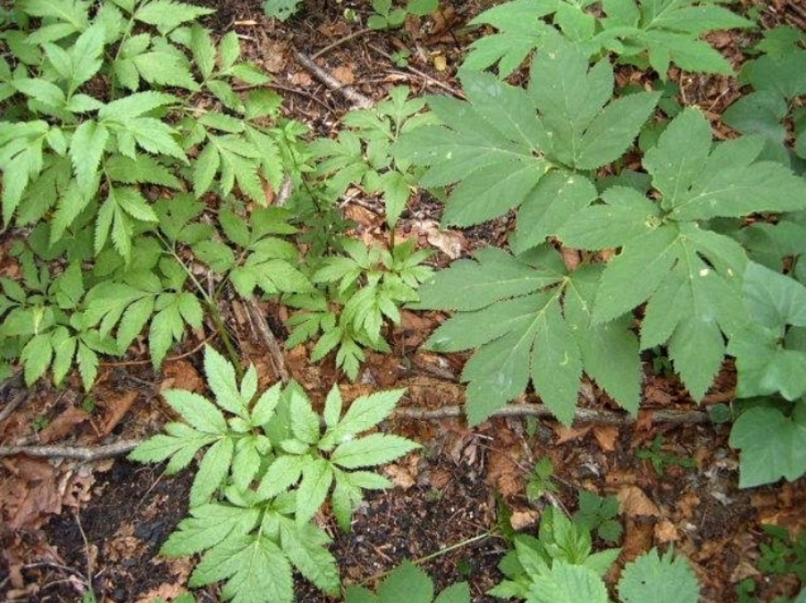 야생에서 잘 자라고 있는 승검초, 즉 당귀의 잎을 위에서 확대를 하여 찍은 사진