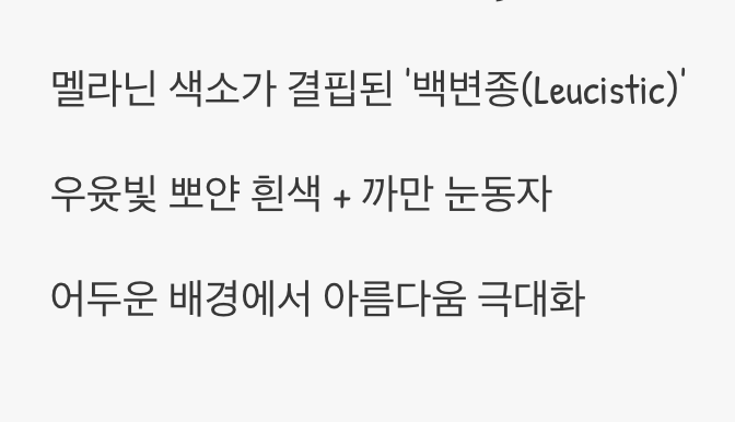 순백의 귀족&amp;#44; 화이트니그로