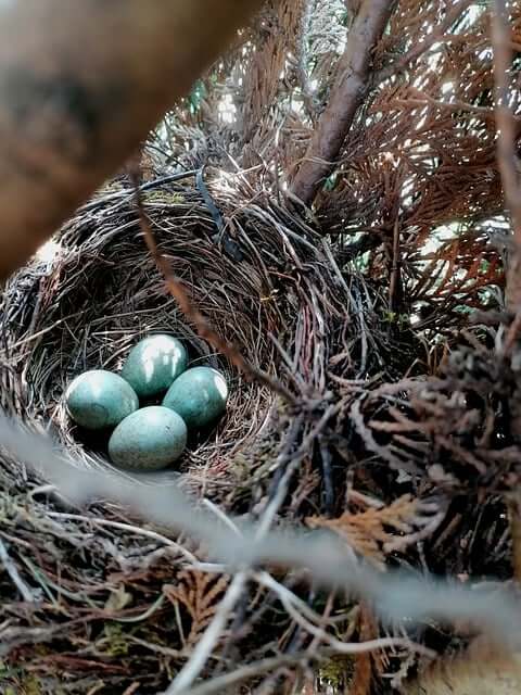 새알-보는-꿈-해몽