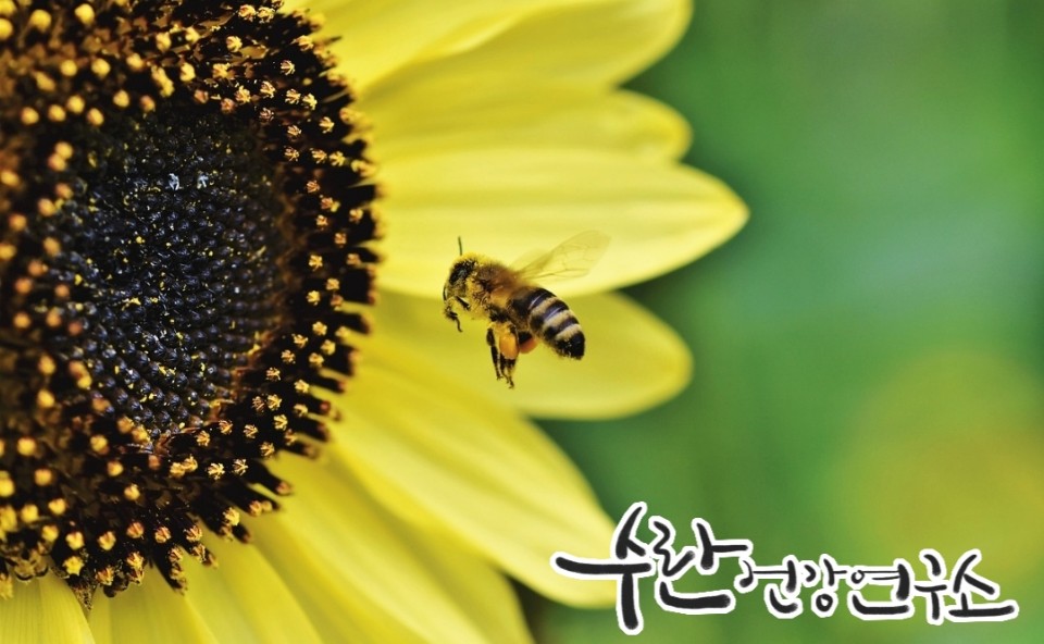 프로폴리스 필름형 원액9