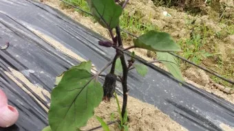 가지 재배 순 지르기 착과 관리 고온 대책_11