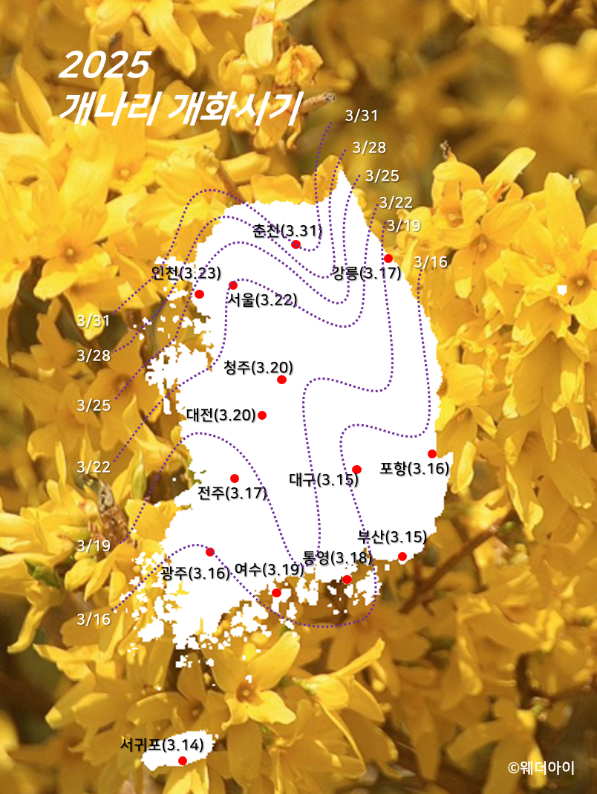 2025년 개나리 개화시기