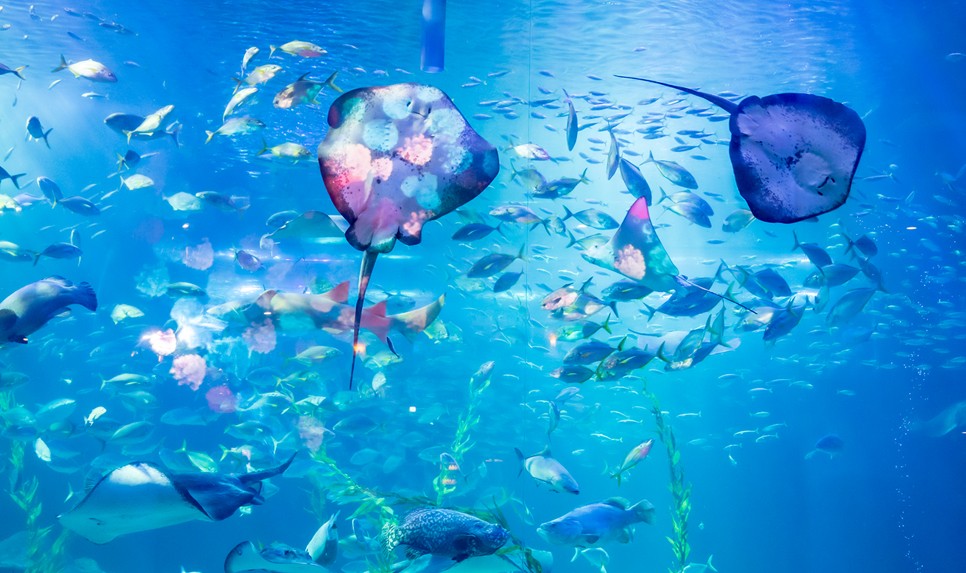 제주 동쪽 가볼만한곳 (아쿠아플라넷 제주)