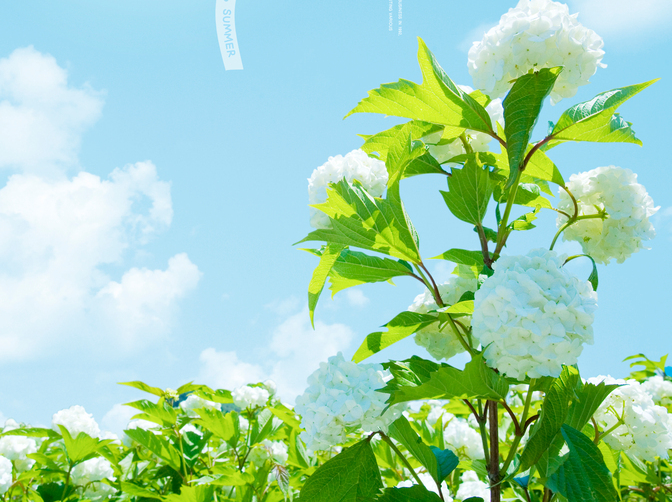 광포화점과 광보상점