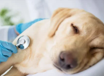 강아지 췌장염 증상 및 관리법 놓치면 큰일