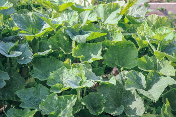 호박잎 효능과 성분, 칼로리를 확인해 보세요! 나이가 들어가니 호박잎을 쌈처럼 먹는 게 맛있더라고요! 다른 반찬이 필요 없는 호박잎에는 어떤 효능이 있는지 볼까요~ 맛있게 먹고 건강해져요!