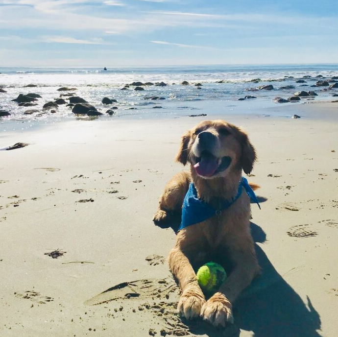 다니엘 헤니 반려견 해변가 사진