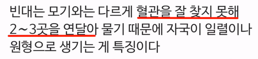 빈대 물림