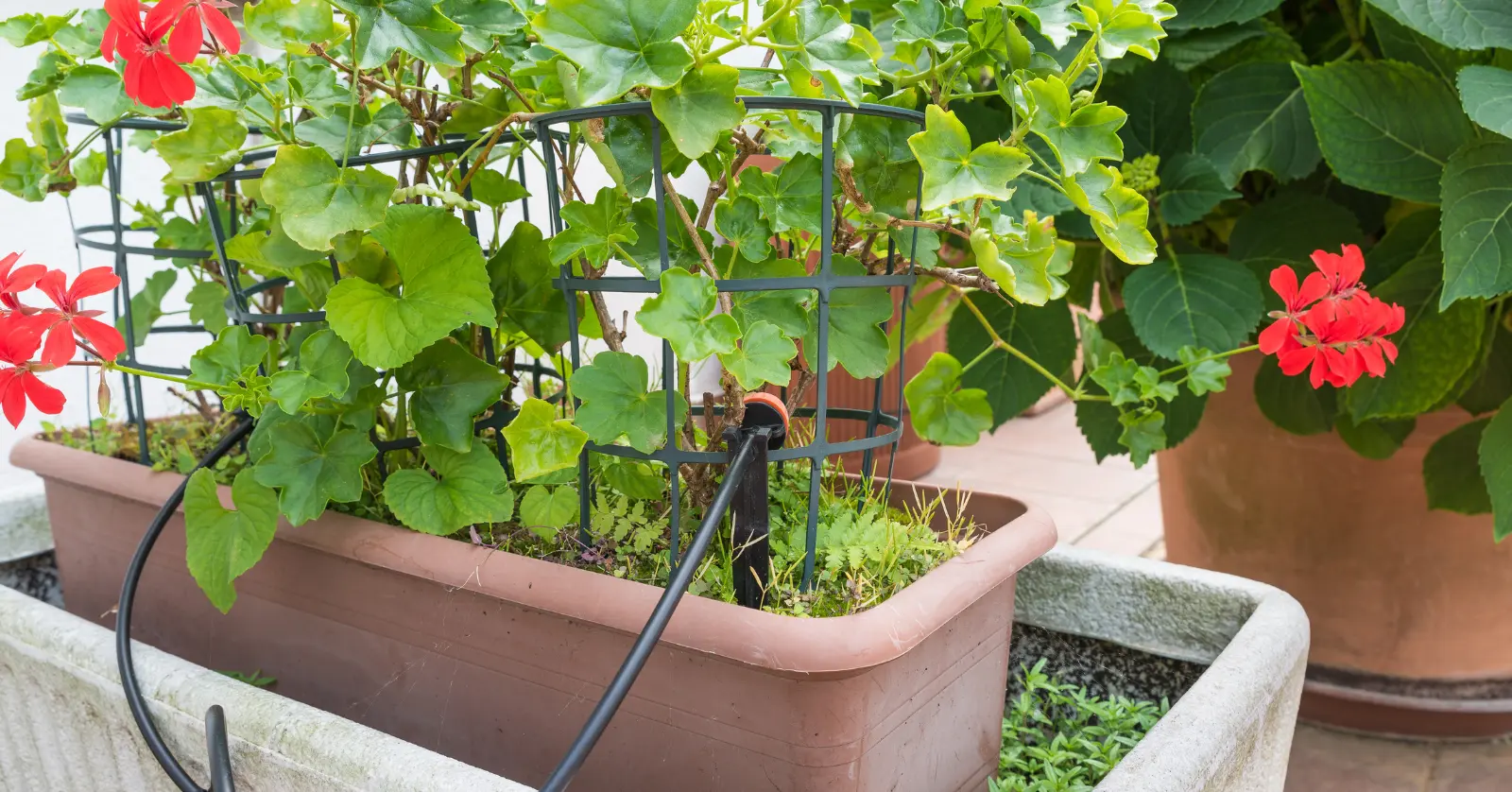 Q&amp;A: 식물이름 찾기 어플&amp;#44; 이것이 궁금하다!