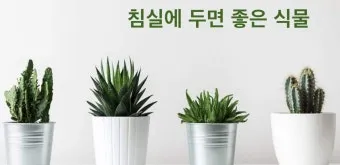침실 식물 추천 공기정화기능 물주기 관리 향기 숙면 도움 되는 종류_4