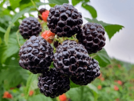 2025 고창 복분자와 수박축제 일정&amp;#44; 프로그램&amp;#44; 날짜