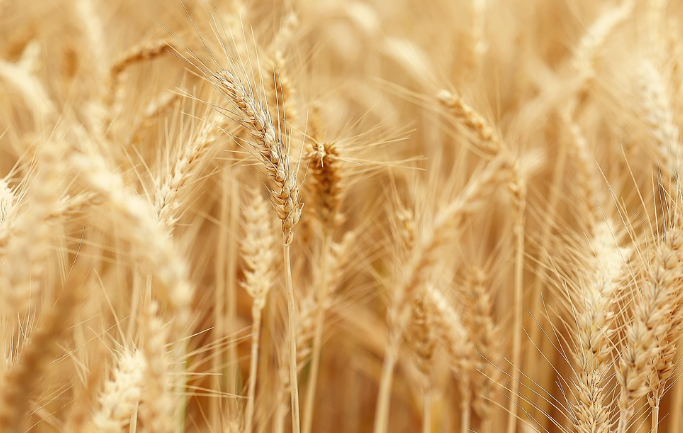 농작물 재해보험의 필요성과 대상품목