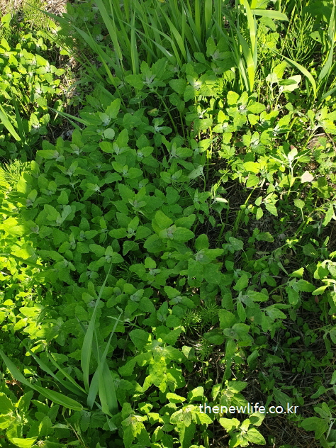Young Chenopodium album plants growing in the wild- 들판에서 자라고 있는 어린 명아주 나물의 실제 모습
