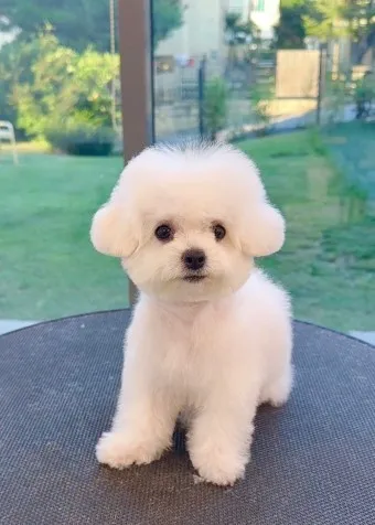 비숑 프리제 분양가격 종류 미니비숑 성격_9