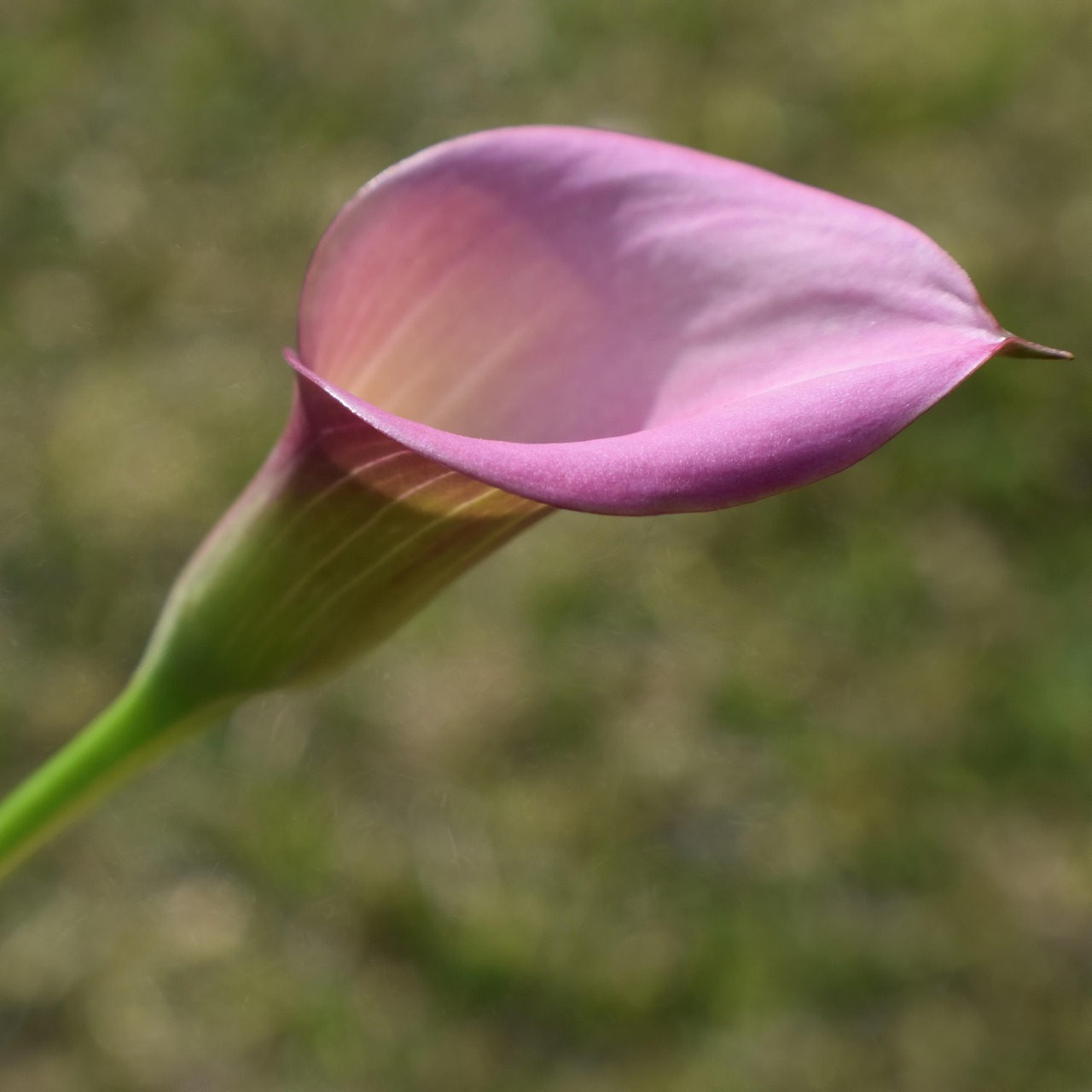내일의 운세 띠별 운세 7월 15일, 나에게는 어떤 하루가 기다리고 있을까?