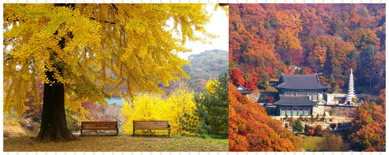 광주 남한산성 침괘정 은행나무 망월사의 가을 단풍풍경