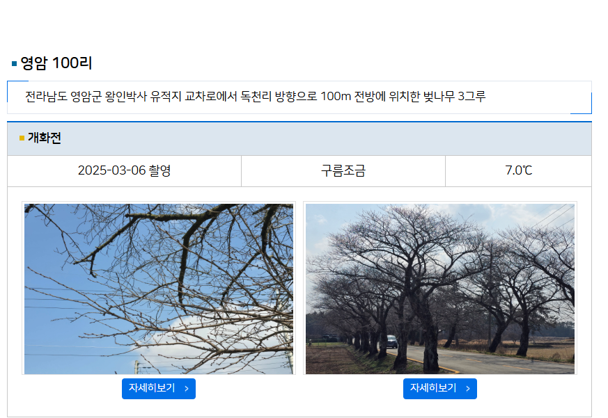 2025년 벚꽃 개화 시기, 기상청과 웨더아이에서 쉽게 확인하는 방법 🌸