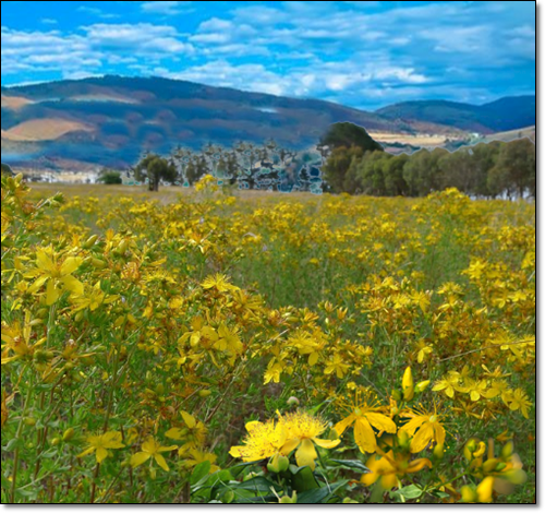 세인트존스워트 재배
