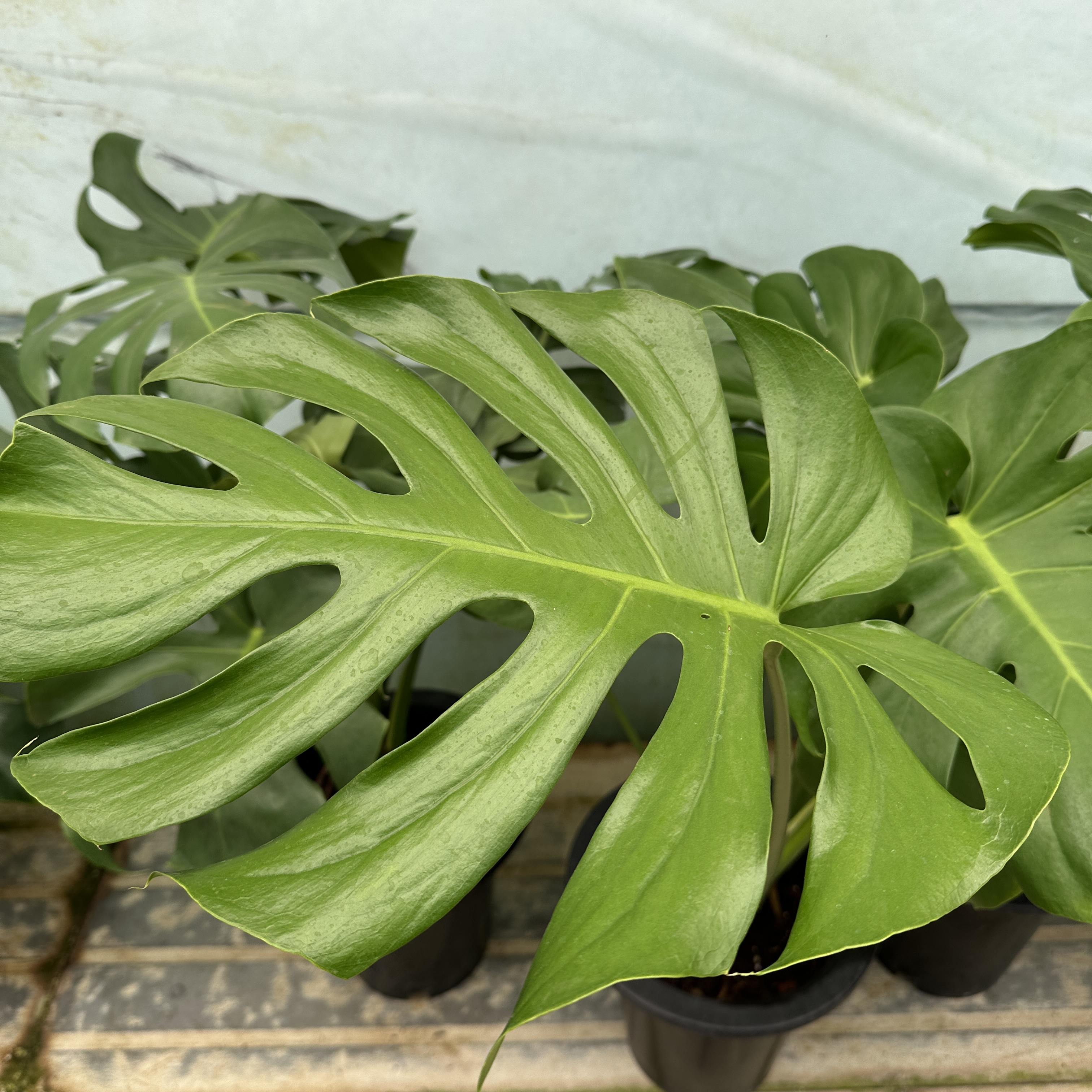 몬스테라 키우기