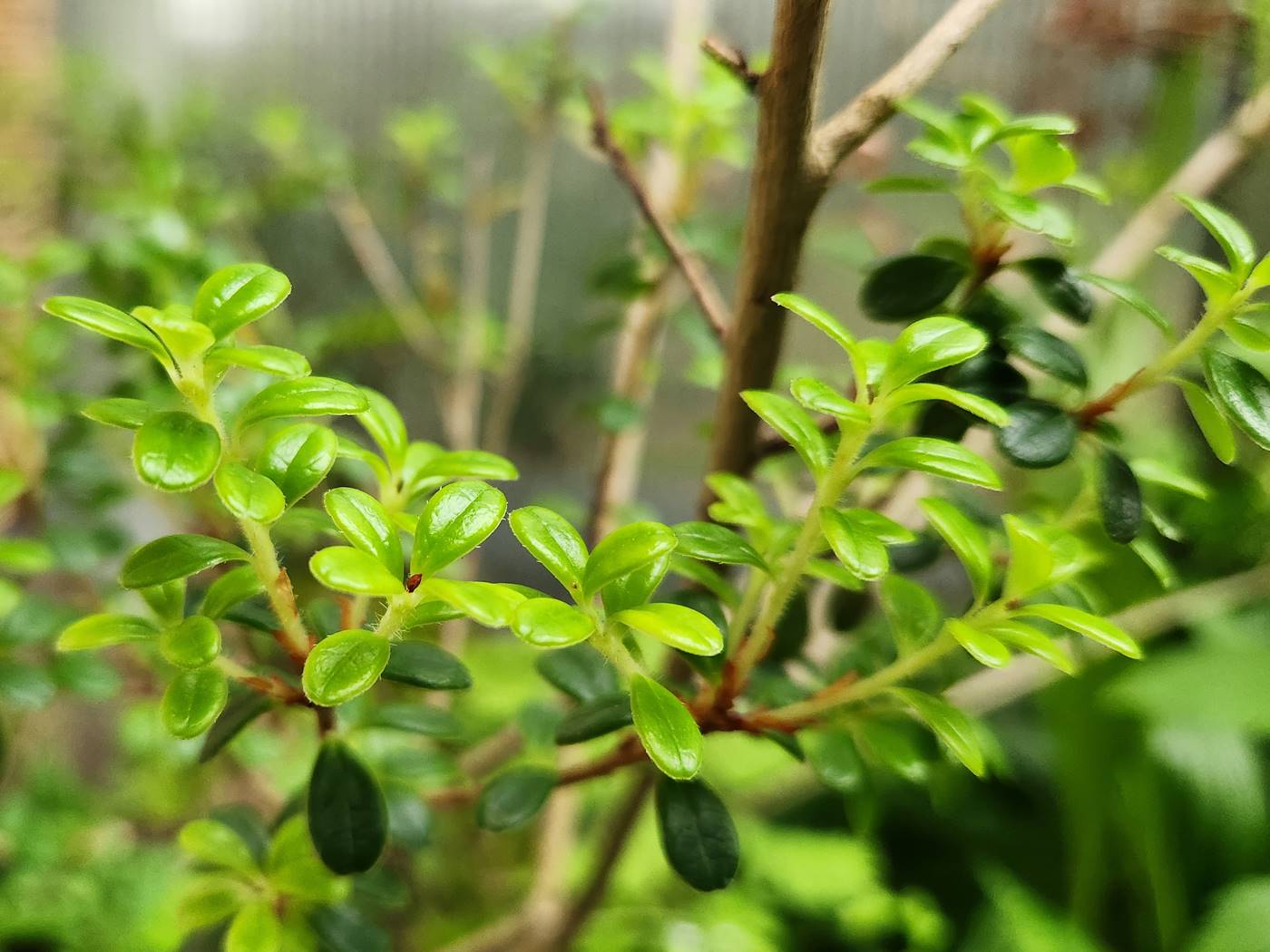 가울테리아(파스향나무) Gaultheria