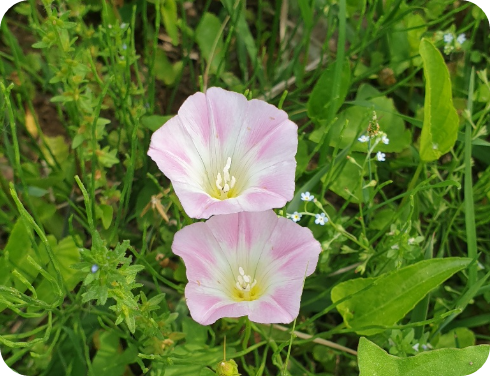 화포천습지생태공원 핀 매꽃
