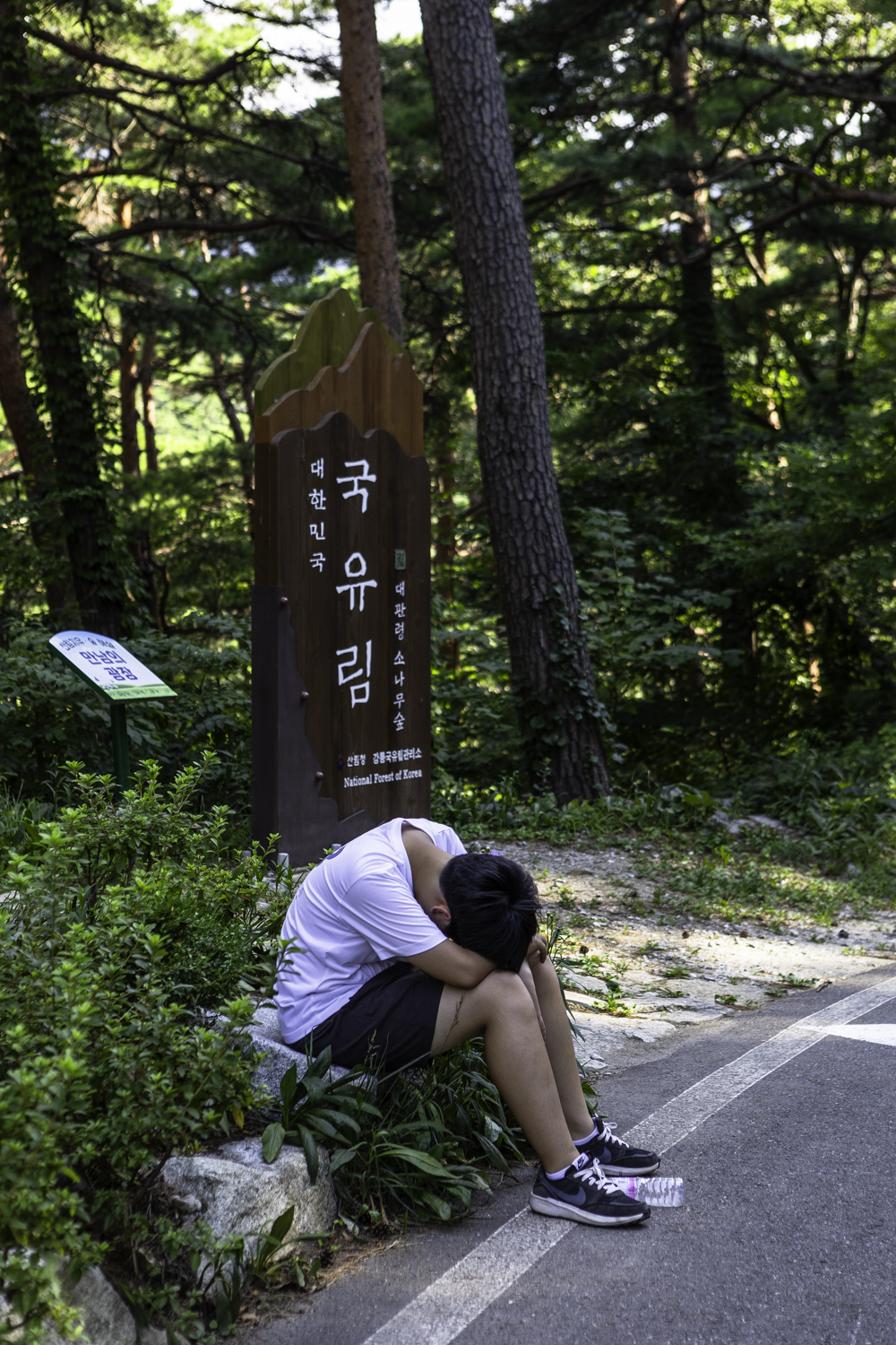 대관령소나무길