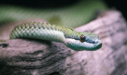 뱀이 나를 피해 도망가는(도망치는) 꿈해몽