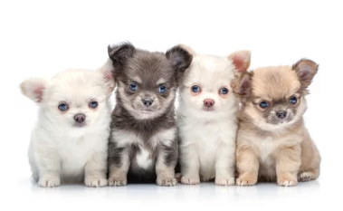 장모치와와/출처:어도비스톡