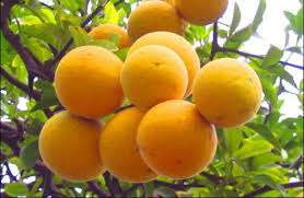 고사성어 귤화위지