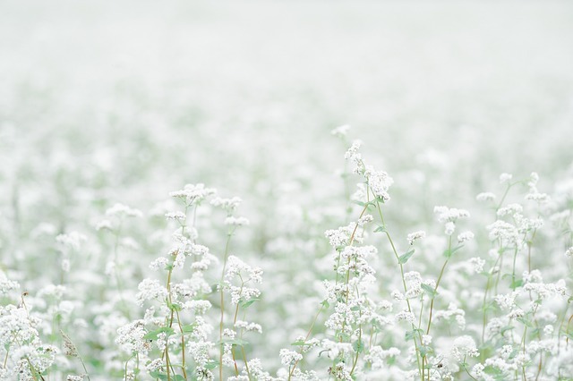 제주 보롬왓 메밀축제