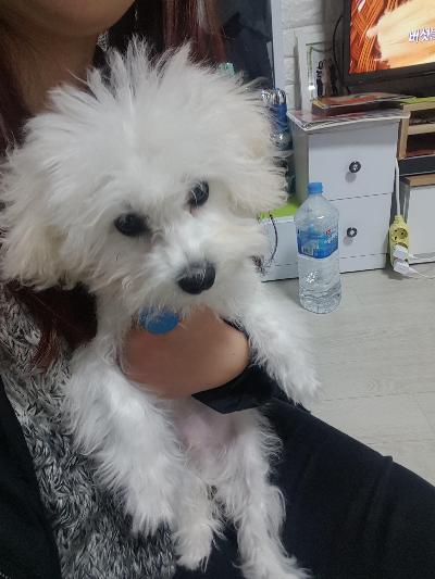 강아지가 발을 자꾸 핥는 이유, 단순한 습관일까?