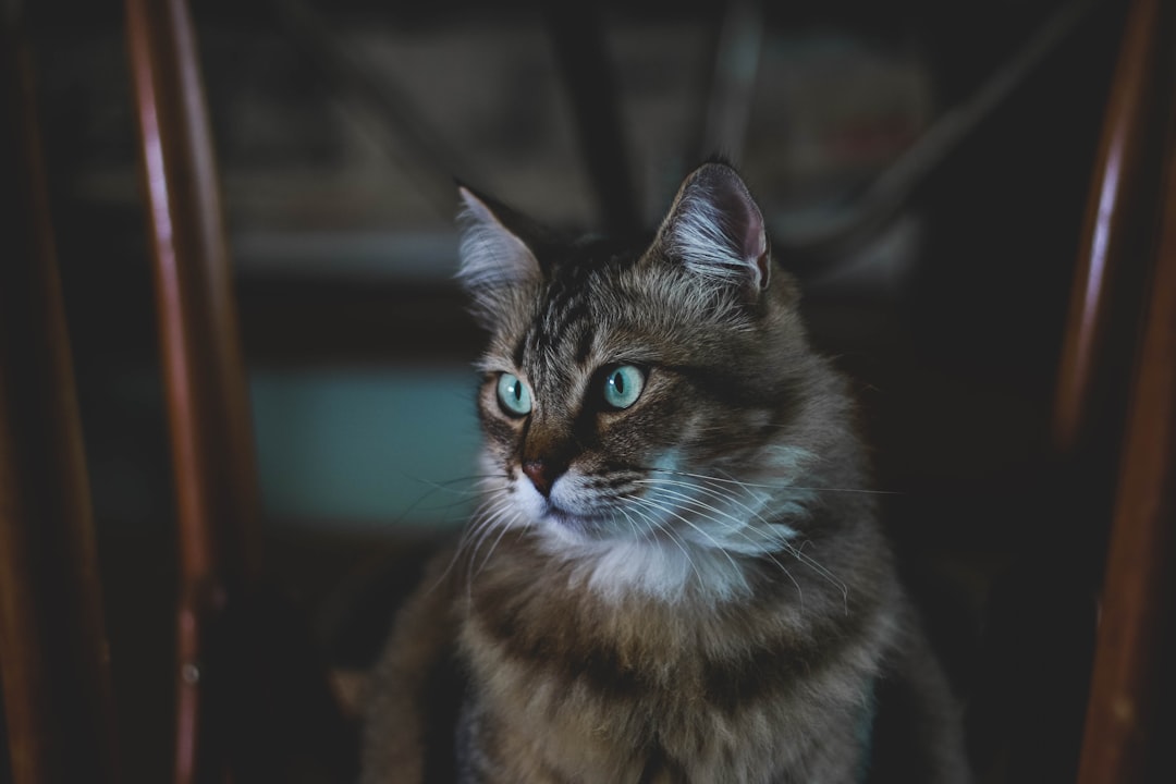 Feline