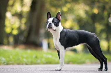 긴 다리 테리어 종류/출처:어도비스톡