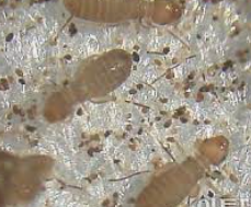 먼지다듬이 벌레/출처:구글이미지