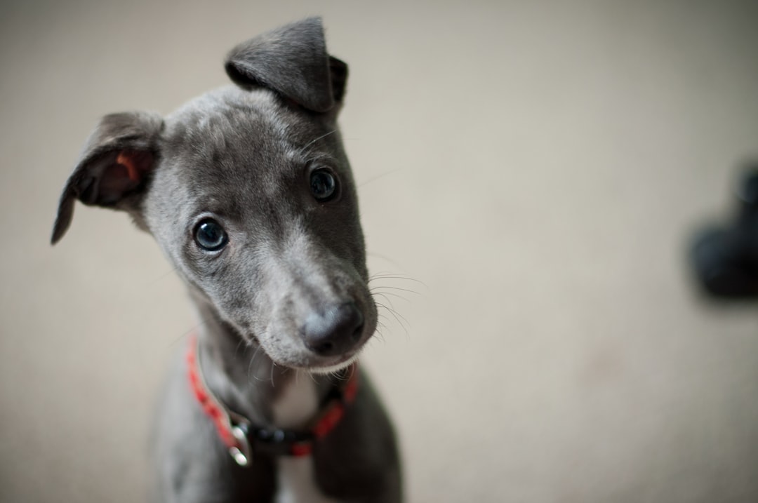 puppy