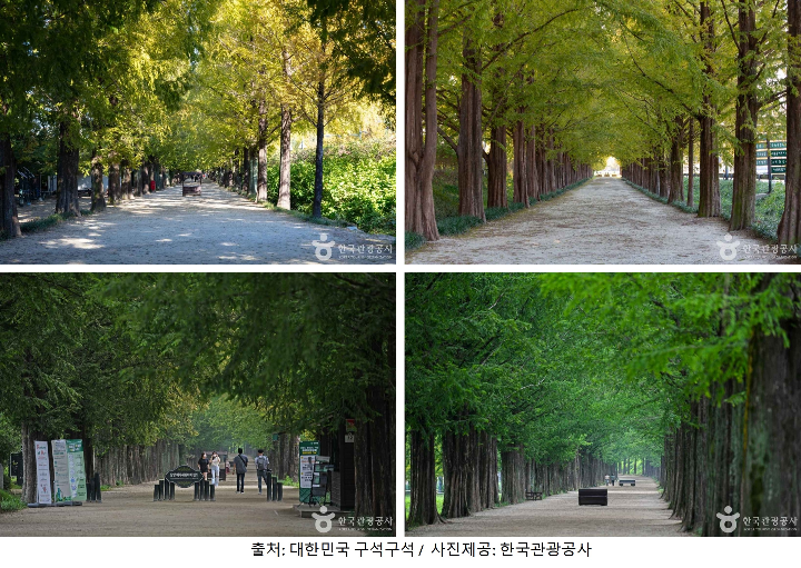 메타세쿼이아길 이미지입니다.