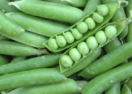 6시 내고향 전북 순창 고추장·된장 햇뜰애 노니고추장·노니된장 구매방법