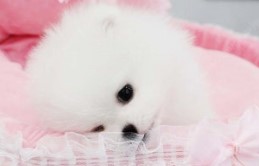 갤럭시 S26 시리즈 공개 정보