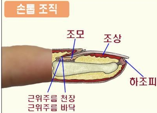 손톱의 구조 출처 뉴시스