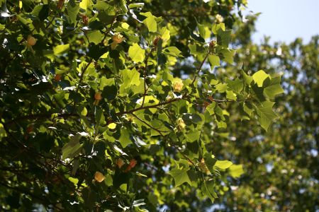 백합나무(튤립나무)