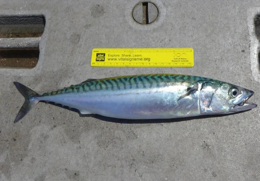 고등어 굽는 방법 비린내 잡기 레시피_1