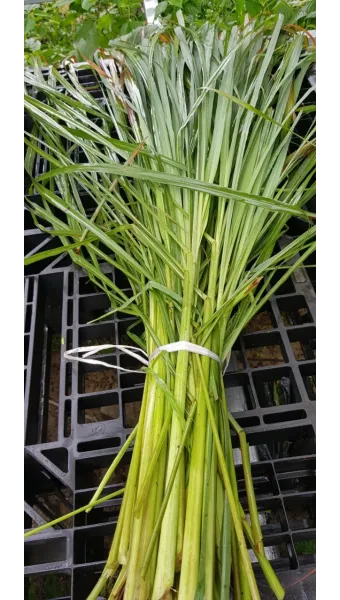 레몬그라스 재배 온도 유지 삽목 번식 잎 수확_10