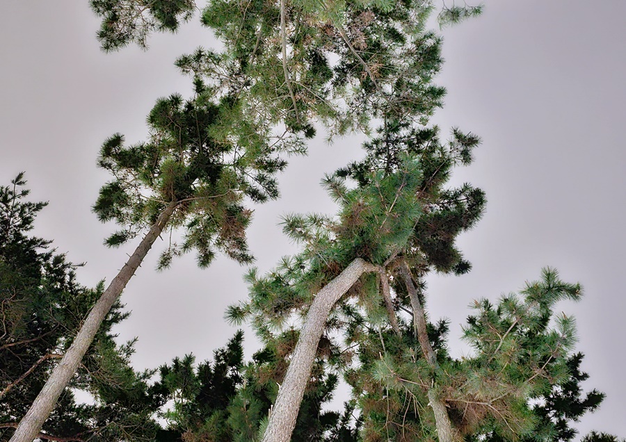 어두운 하늘과 큰 소나무들