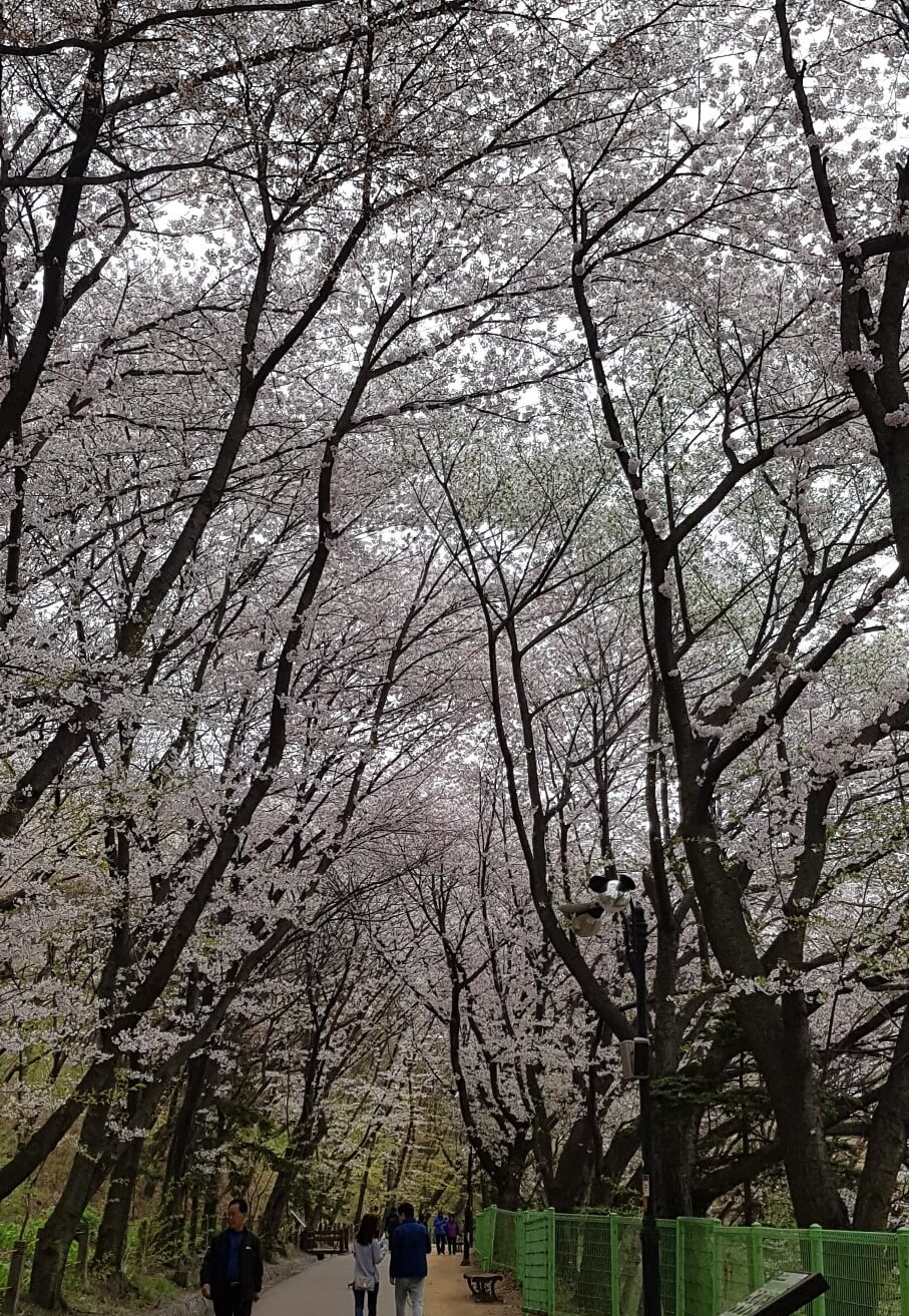 2025년 벚꽃 개화 시기