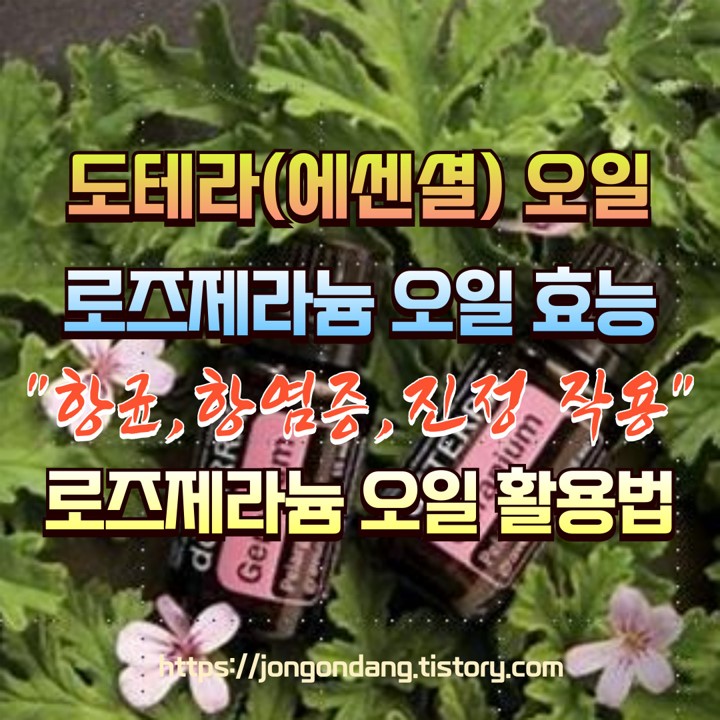 도테라 로즈제라늄 오일의 특성과 효능(효과), 활용법(사용법), 사용 시 주의사항 이미지