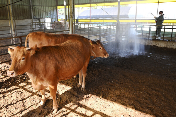 방역처리 받는 소들